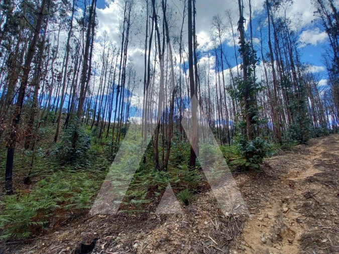 Terreno para Venda em Espite Foto 10