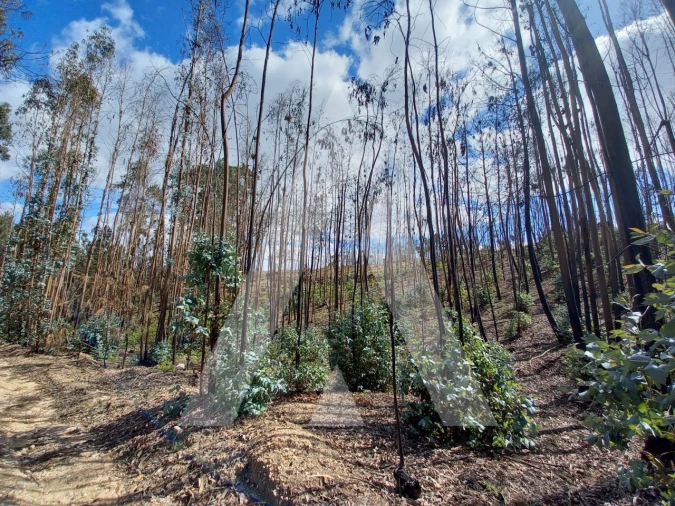 Terreno para Venda em Espite Foto 11