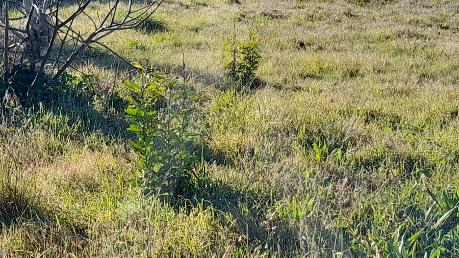 Terreno para Venda em Calvão