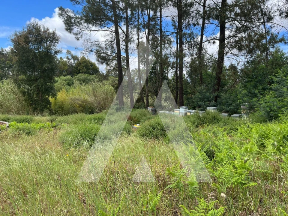 Terreno para Venda em Marrazes e Barosa Foto 10