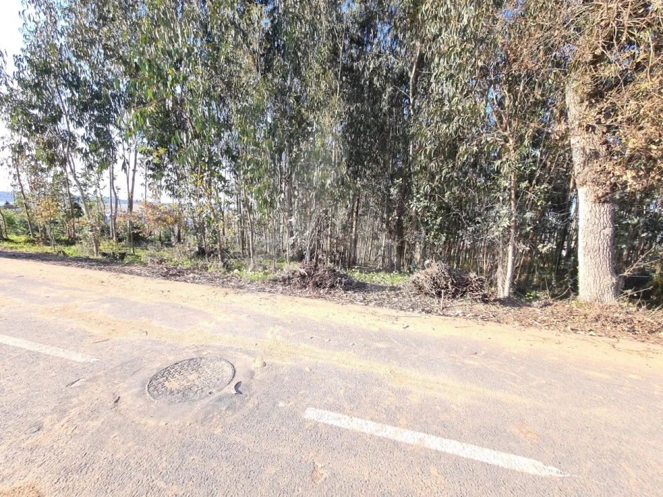 Terreno para Venda em Travassô e Óis da Ribeira Foto 3