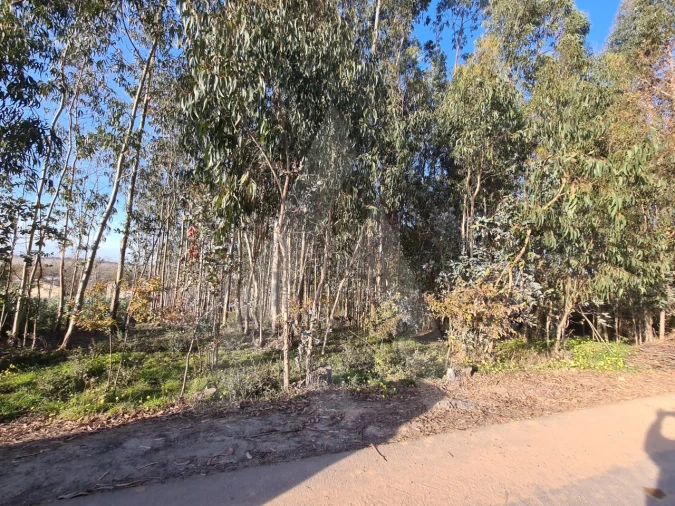 Terreno para Venda em Travassô e Óis da Ribeira Foto 6