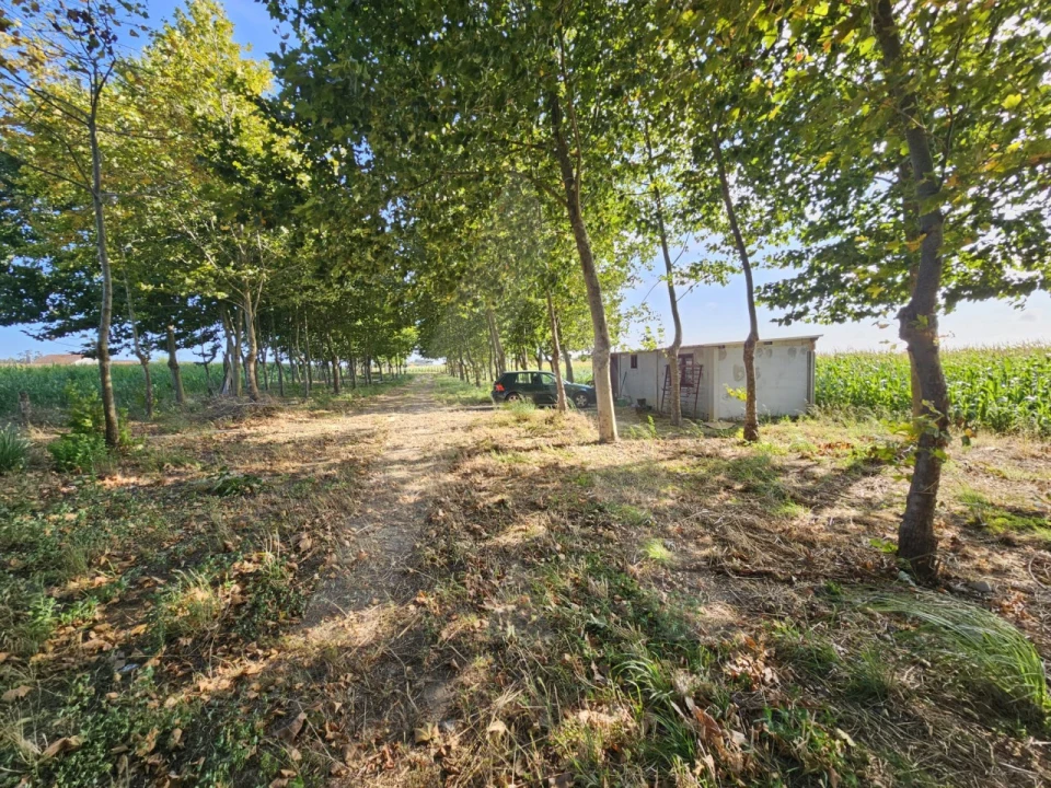 Terreno para Venda em Ílhavo (São Salvador) Foto 1