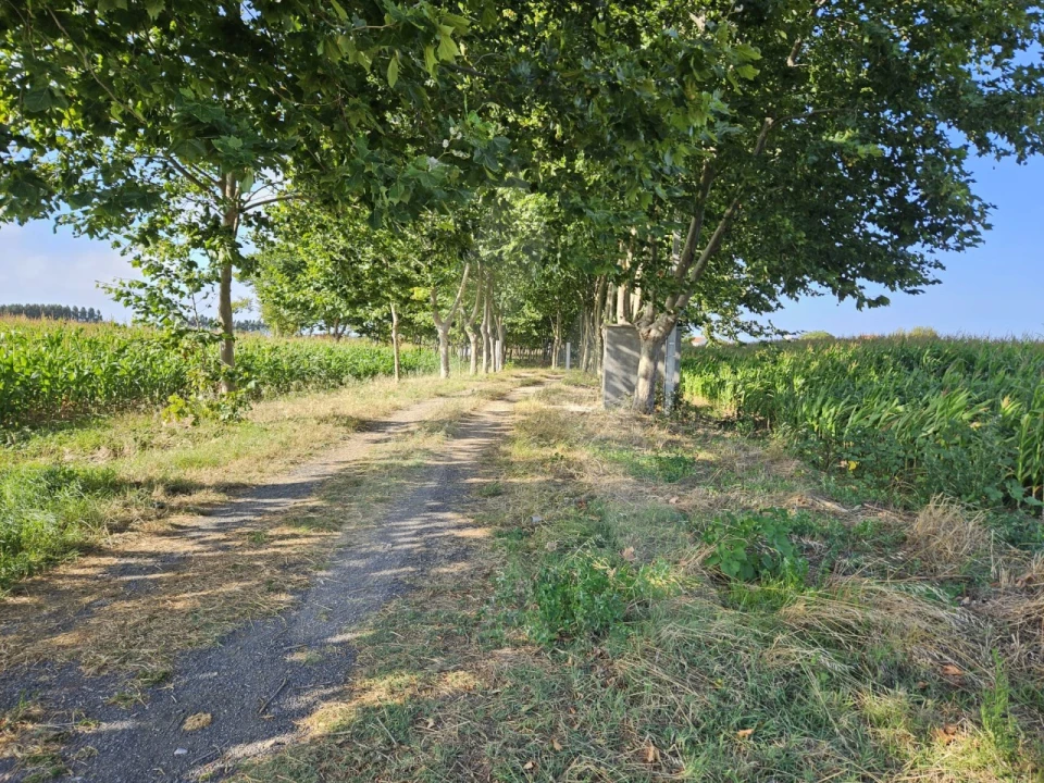 Terreno para Venda em Ílhavo (São Salvador) Foto 2