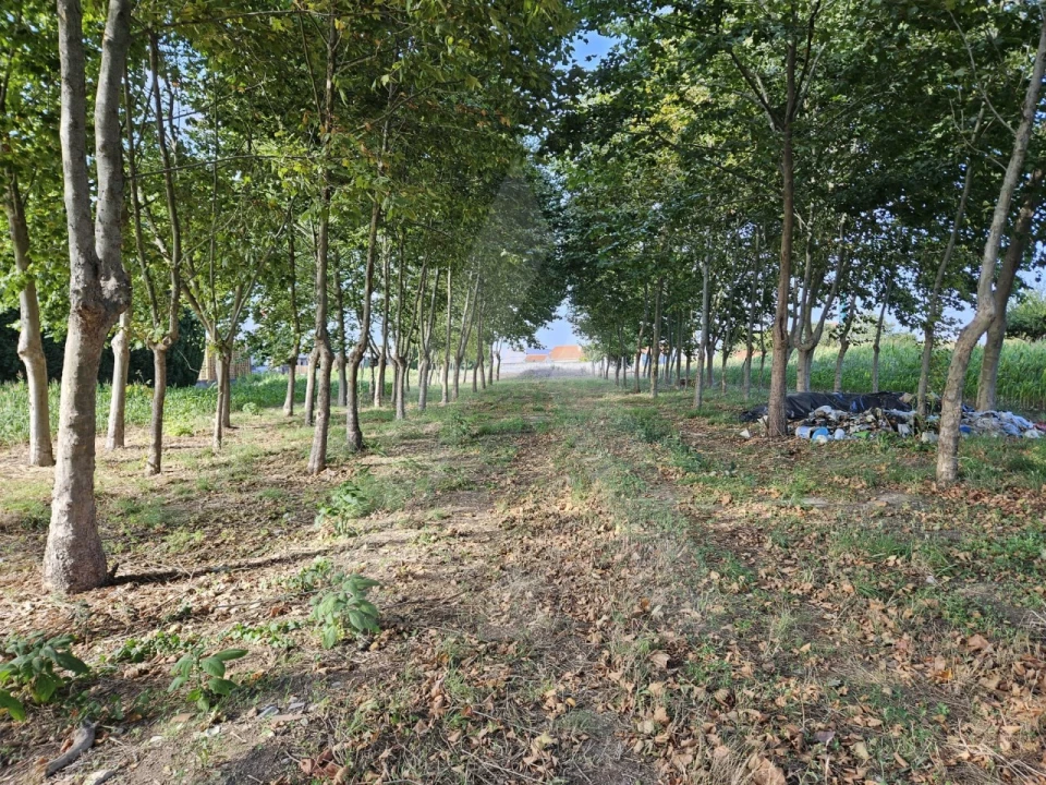 Terreno para Venda em Ílhavo (São Salvador) Foto 3
