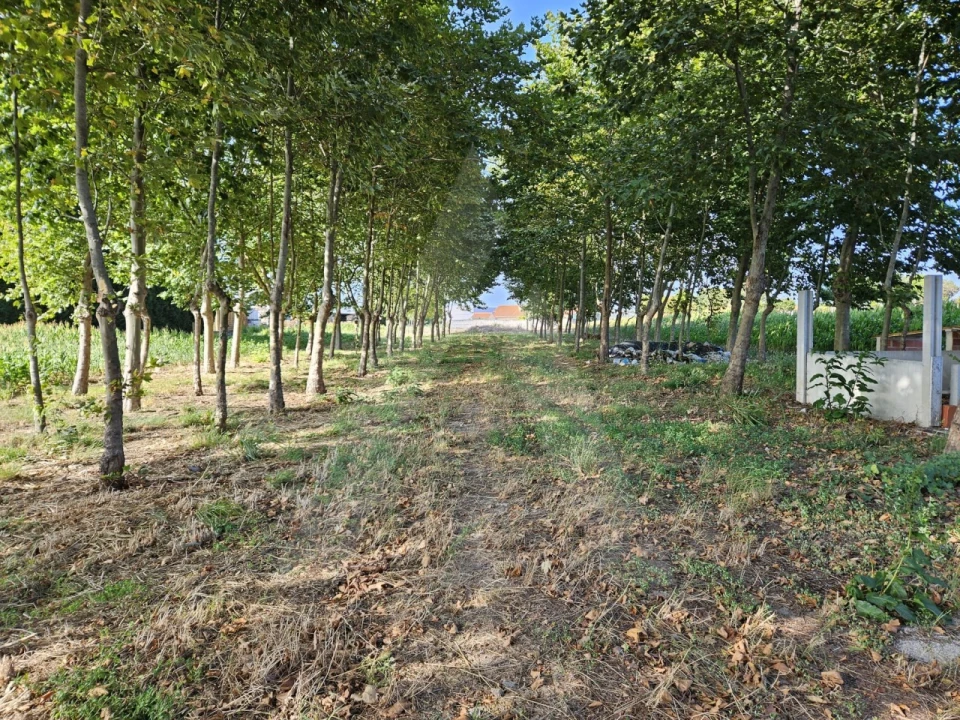 Terreno para Venda em Ílhavo (São Salvador) Foto 4