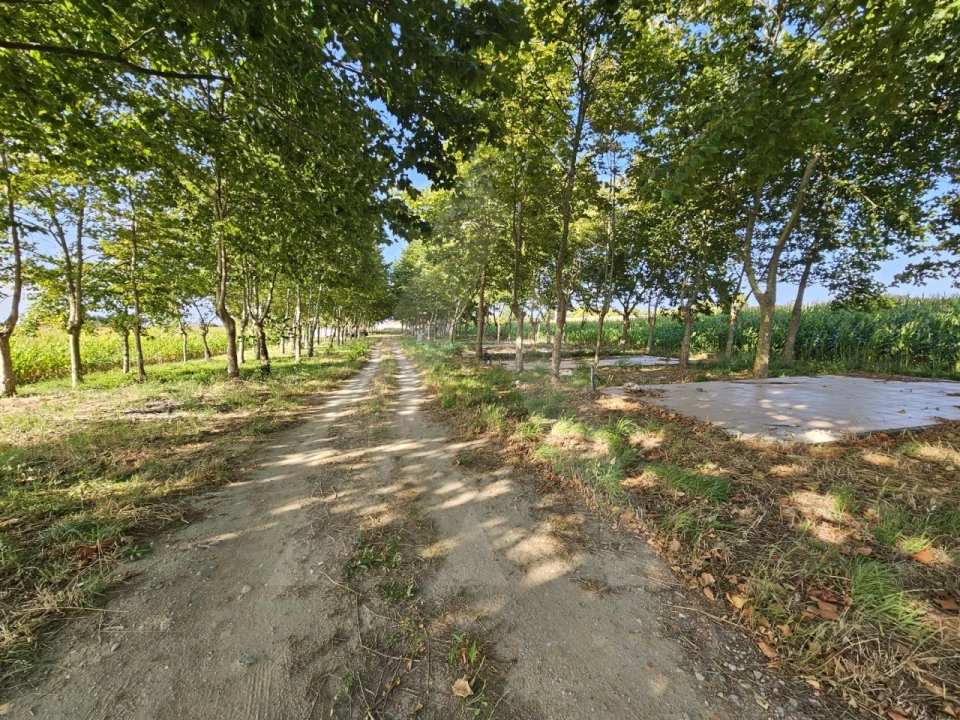 Terreno para Venda em Ílhavo (São Salvador) Foto 6