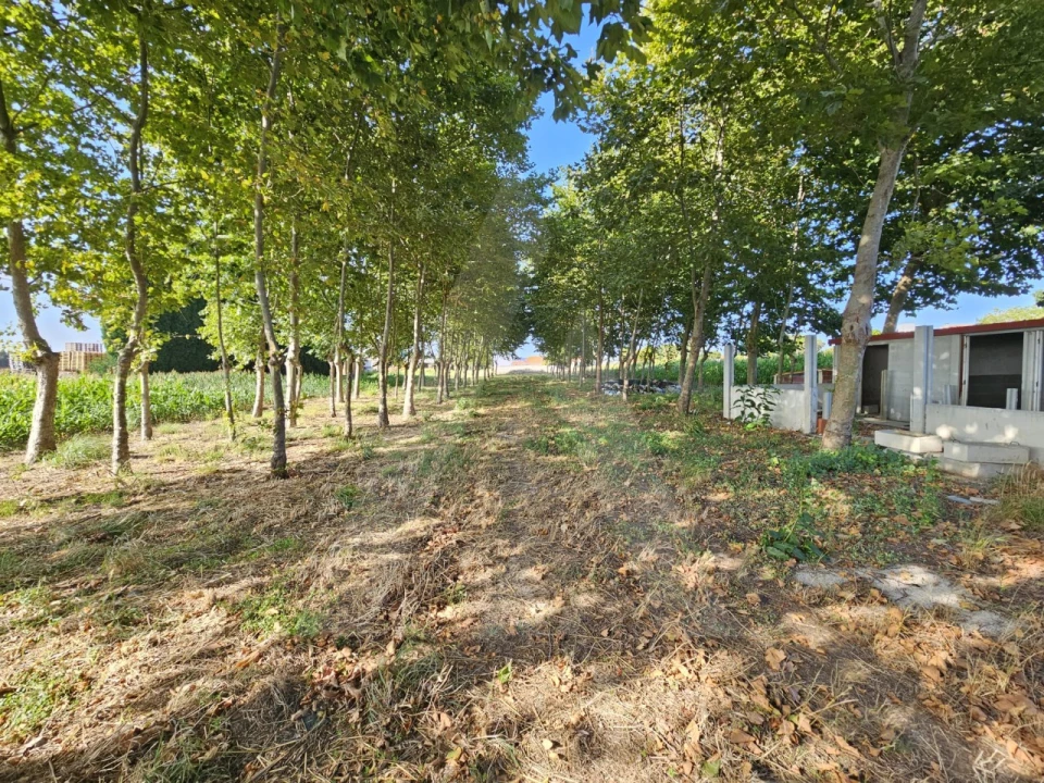 Terreno para Venda em Ílhavo (São Salvador) Foto 8