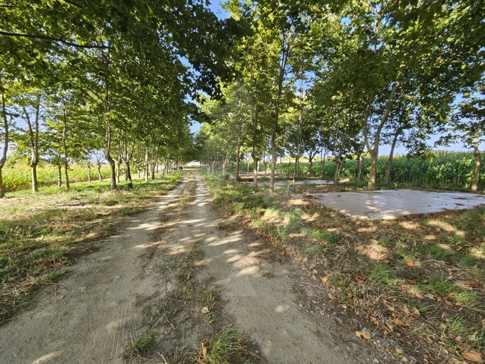 Terreno para Venda em Ílhavo (São Salvador) Foto 9