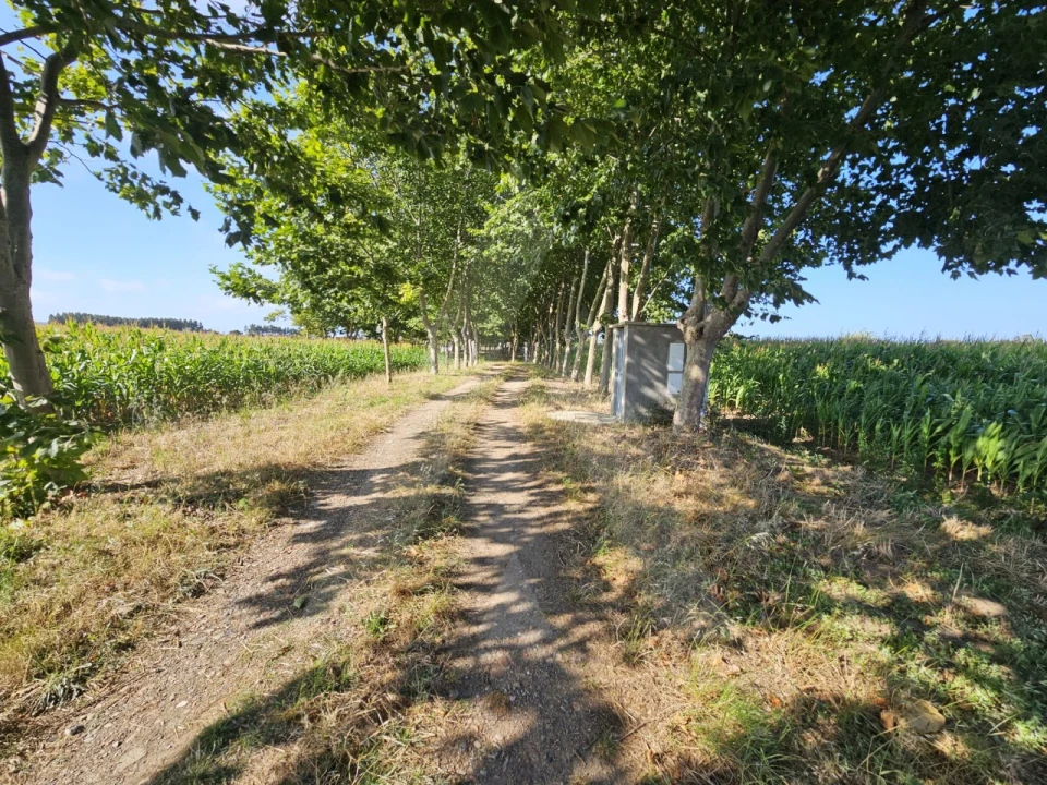 Terreno para Venda em Ílhavo (São Salvador) Foto 10