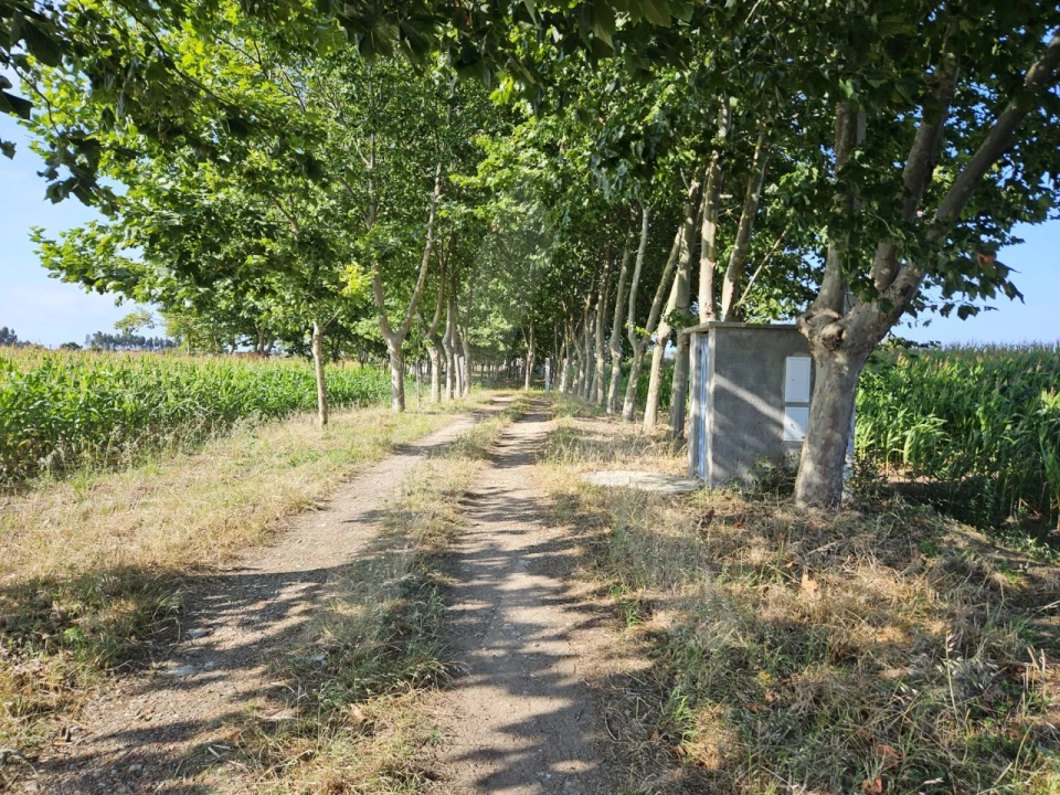 Terreno para Venda em Ílhavo (São Salvador) Foto 11