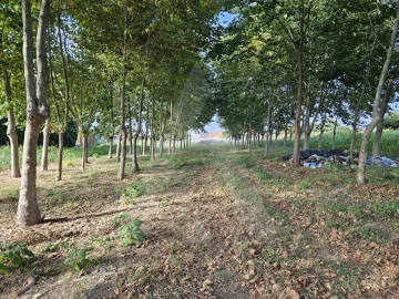 Terreno para Venda em Ílhavo (São Salvador)