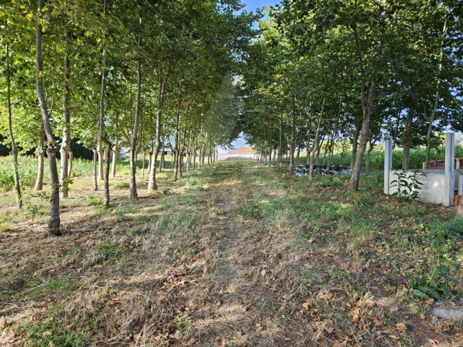Terreno para Venda em Ílhavo (São Salvador) Foto 4