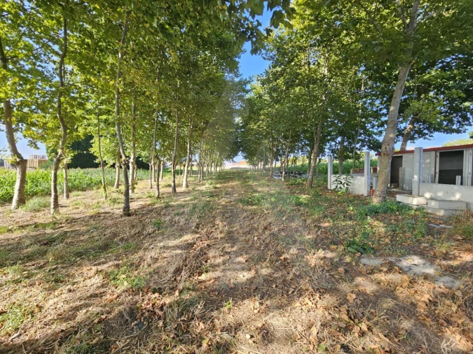 Terreno para Venda em Ílhavo (São Salvador) Foto 8
