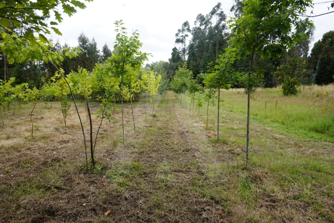 Terreno para Venda em Eixo e Eirol Foto 4