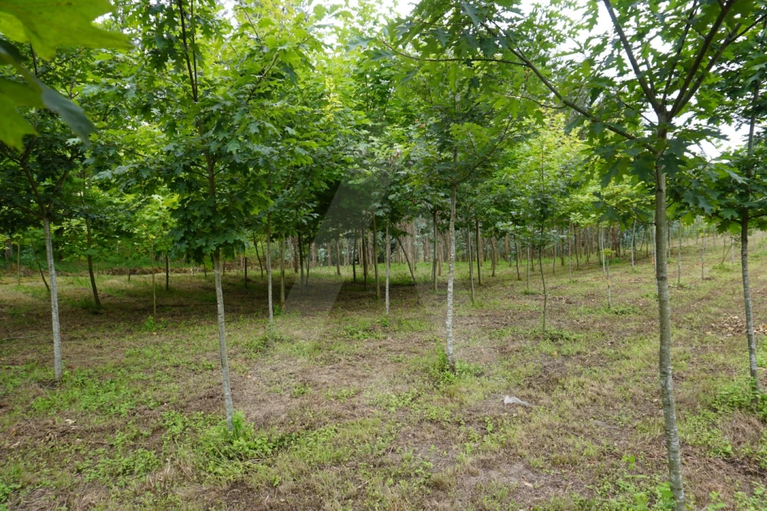 Terreno para Venda em Eixo e Eirol Foto 5