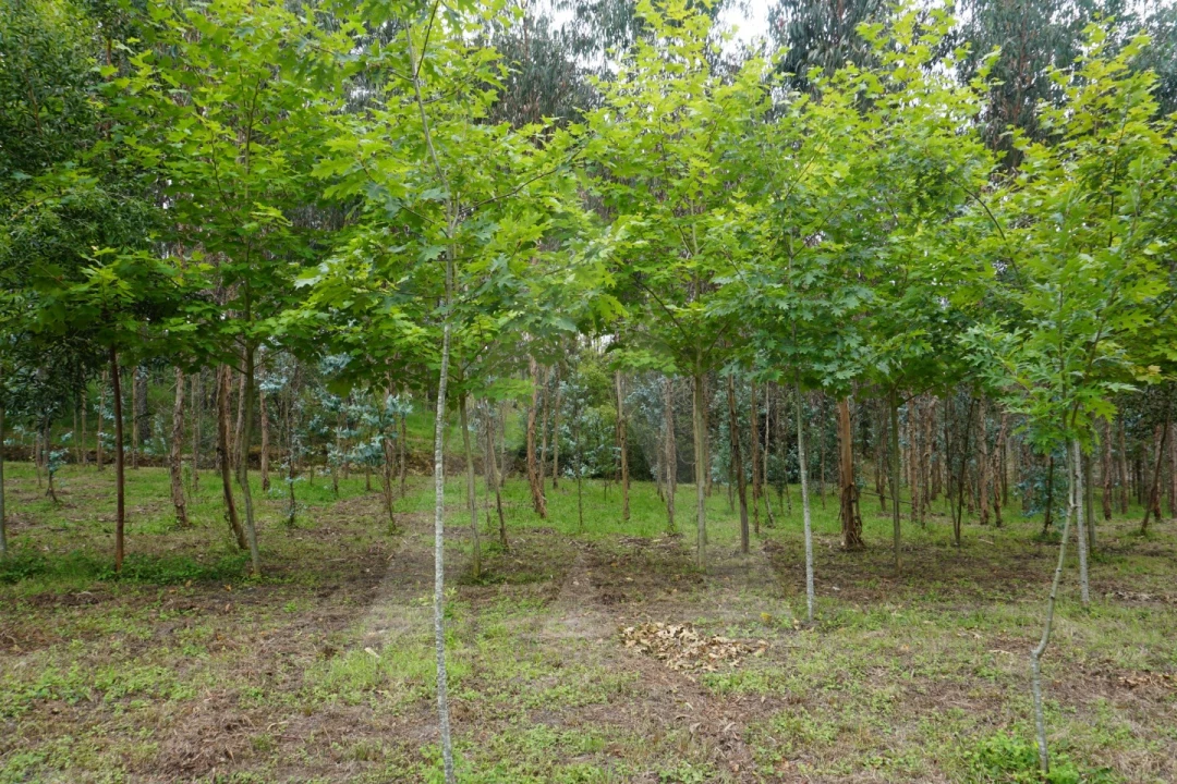 Terreno para Venda em Eixo e Eirol Foto 6