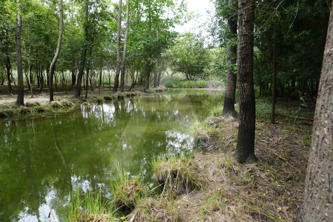 Terreno para Venda em Eixo e Eirol Foto 9