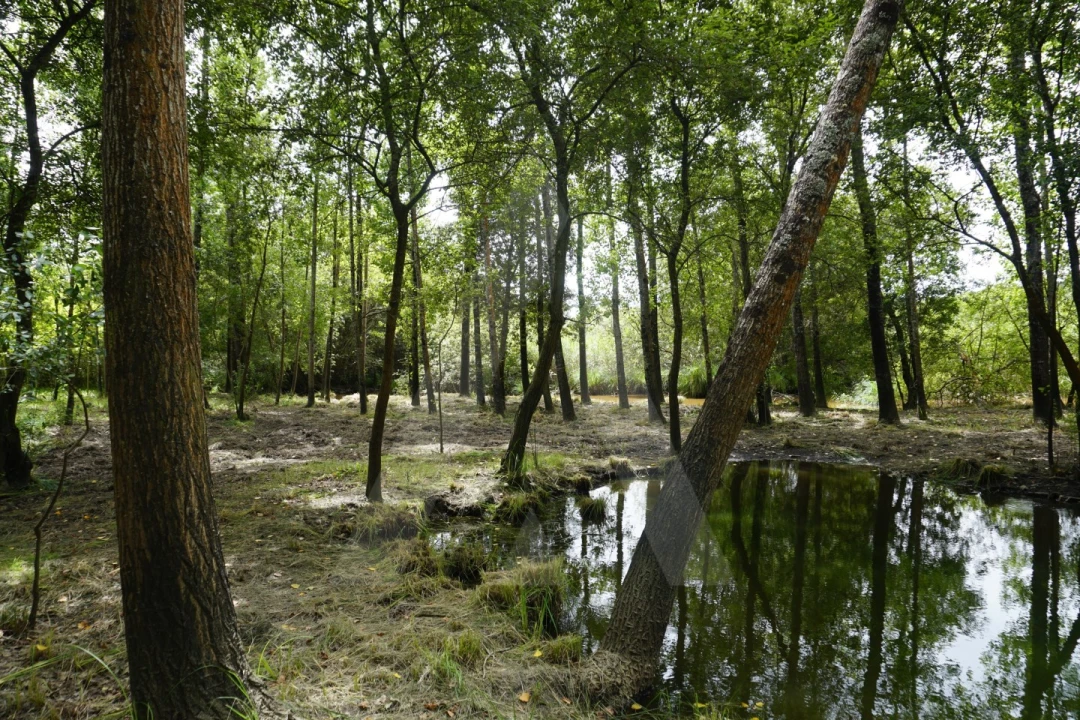 Terreno para Venda em Eixo e Eirol Foto 10