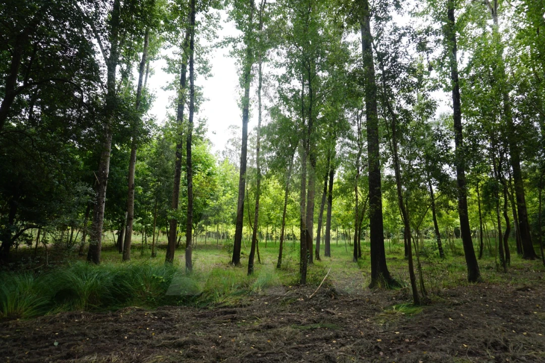 Terreno para Venda em Eixo e Eirol Foto 14