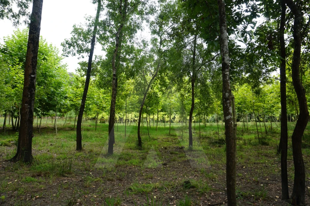 Terreno para Venda em Eixo e Eirol Foto 15