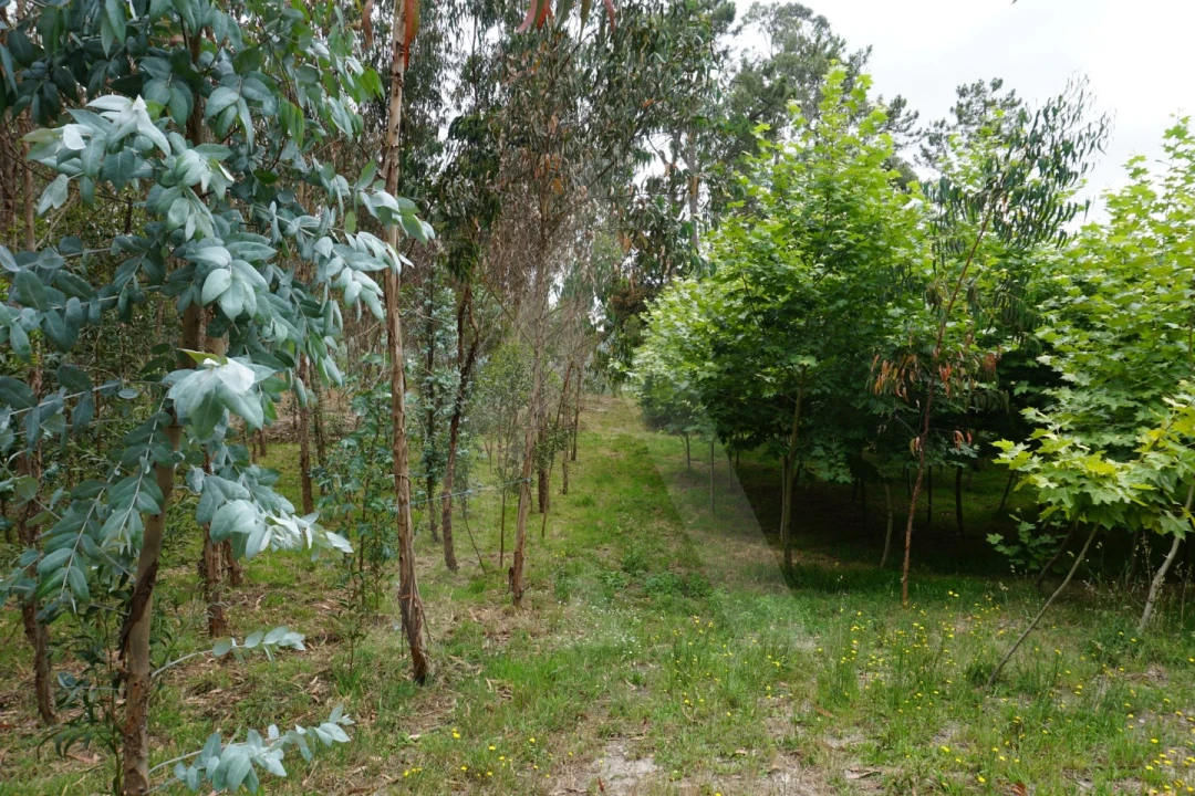 Terreno para Venda em Eixo e Eirol Foto 19