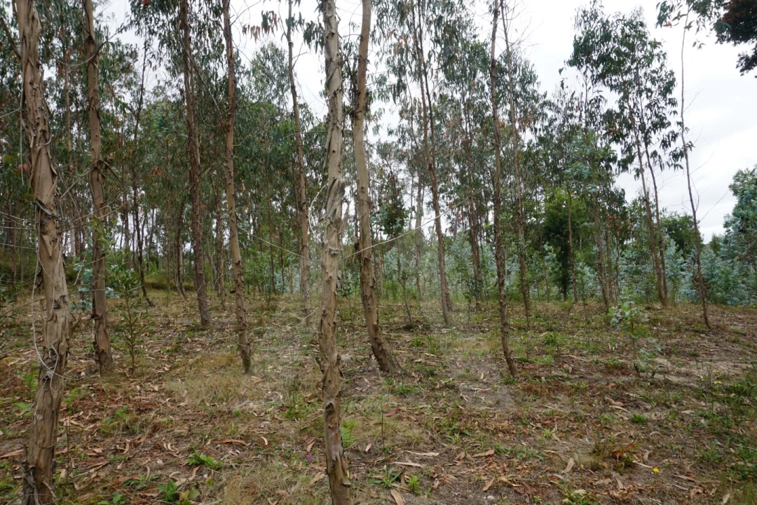 Terreno para Venda em Eixo e Eirol Foto 20