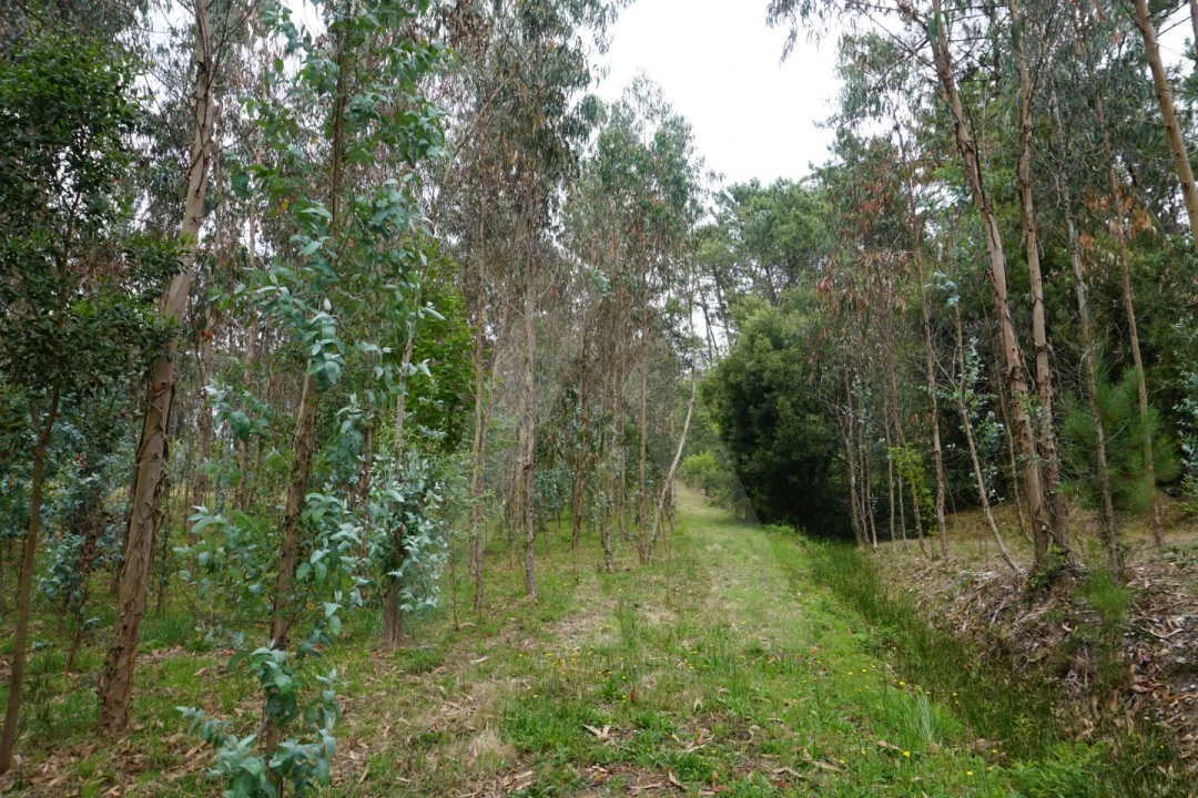 Terreno para Venda em Eixo e Eirol Foto 21