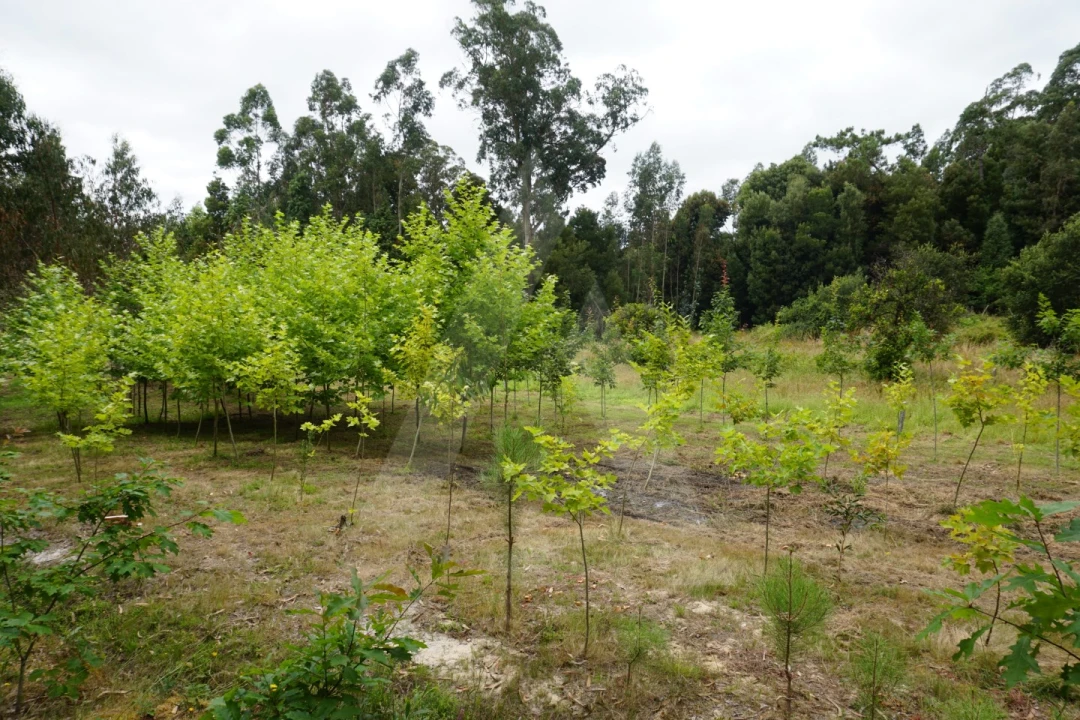 Terreno para Venda em Eixo e Eirol Foto 23