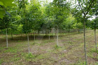 Terreno para Venda em Eixo e Eirol
