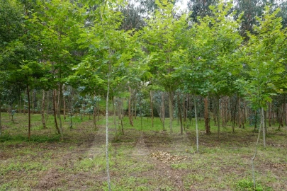 Terreno para Venda em Eixo e Eirol