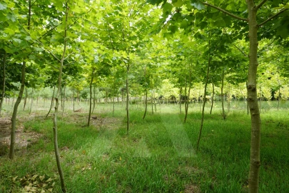 Terreno para Venda em Eixo e Eirol