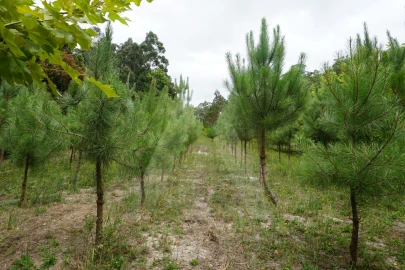 Terreno para Venda em Eixo e Eirol
