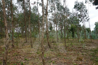 Terreno para Venda em Eixo e Eirol