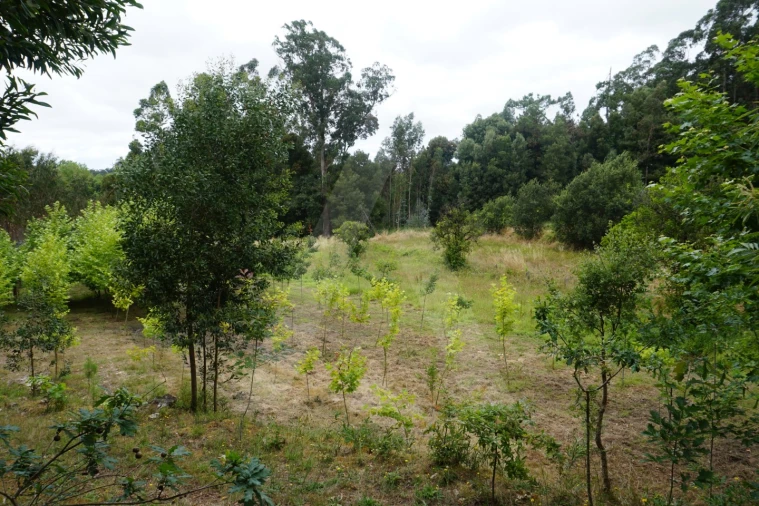 Terreno para Venda em Eixo e Eirol Foto 3