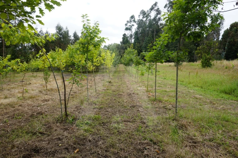 Terreno para Venda em Eixo e Eirol Foto 4