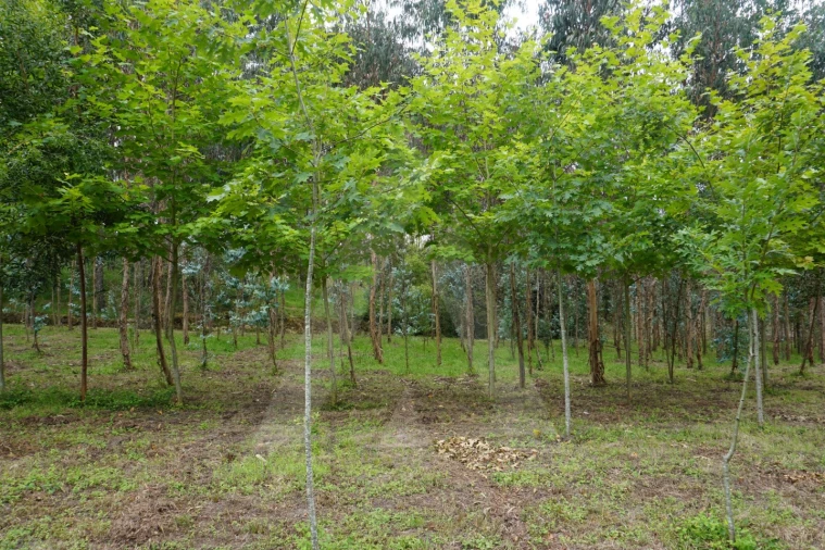 Terreno para Venda em Eixo e Eirol Foto 6
