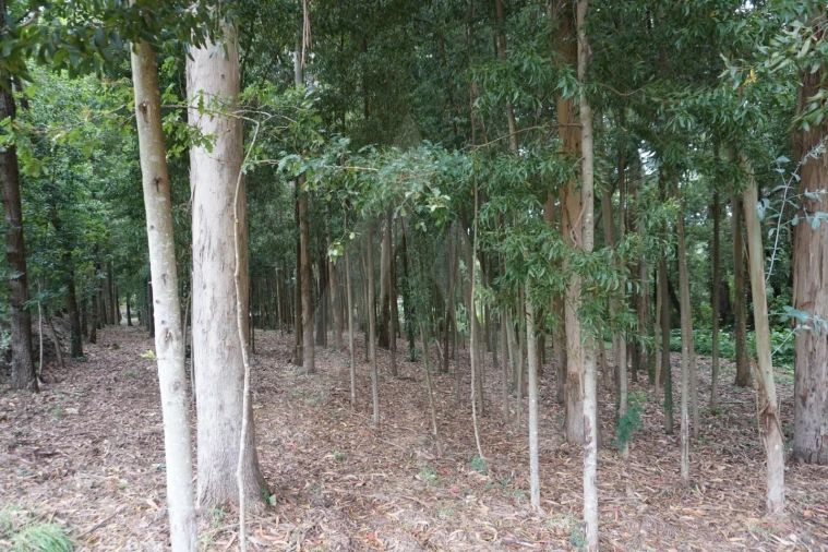 Terreno para Venda em Eixo e Eirol Foto 8