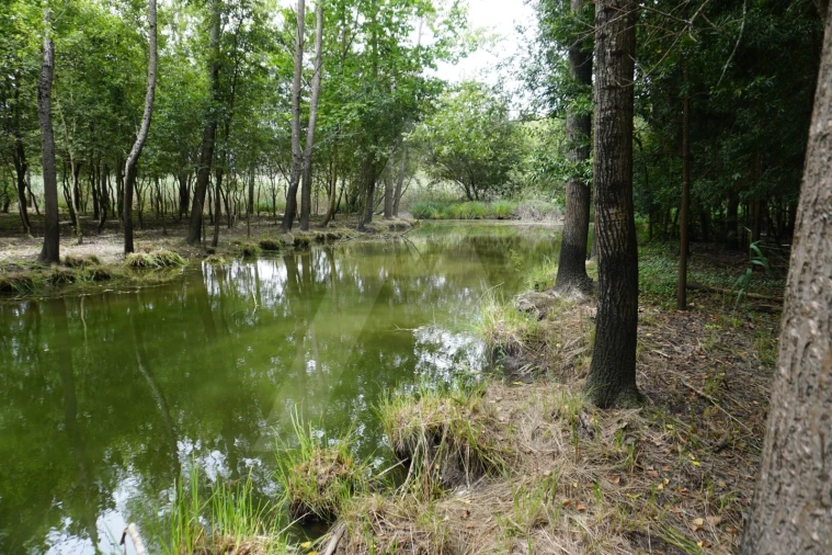 Terreno para Venda em Eixo e Eirol Foto 9