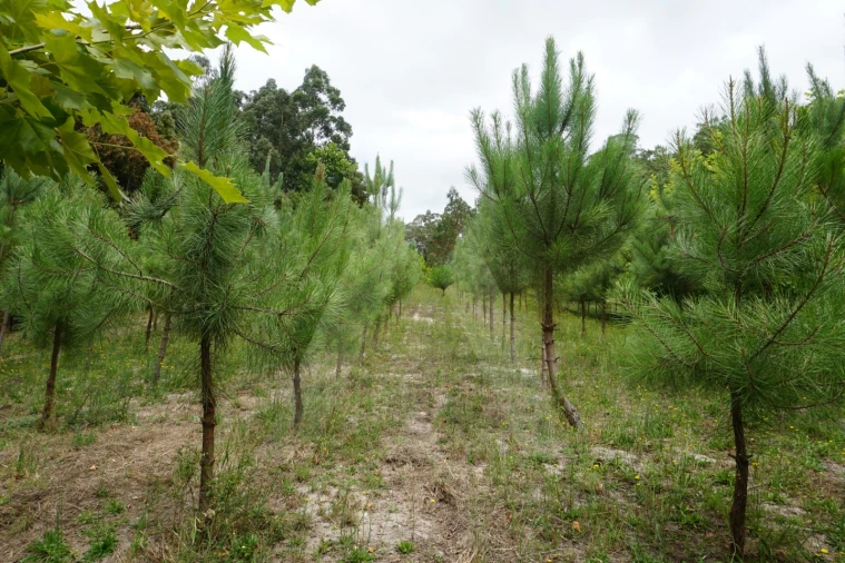 Terreno para Venda em Eixo e Eirol Foto 17