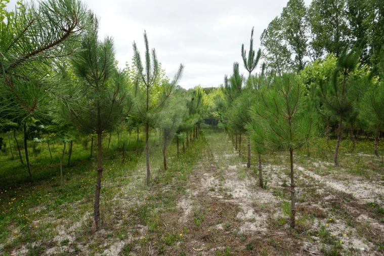 Terreno para Venda em Eixo e Eirol Foto 18