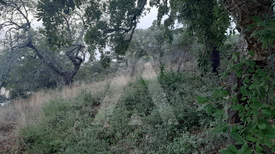 Terreno para Venda em São Brás de Alportel Foto 8