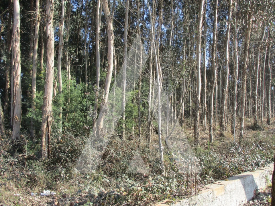 Terreno para Venda em Barrô e Aguada de Baixo Foto 1