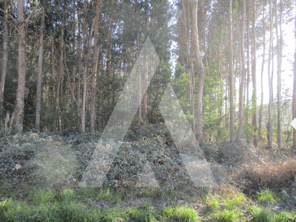 Terreno para Venda em Barrô e Aguada de Baixo Foto 2