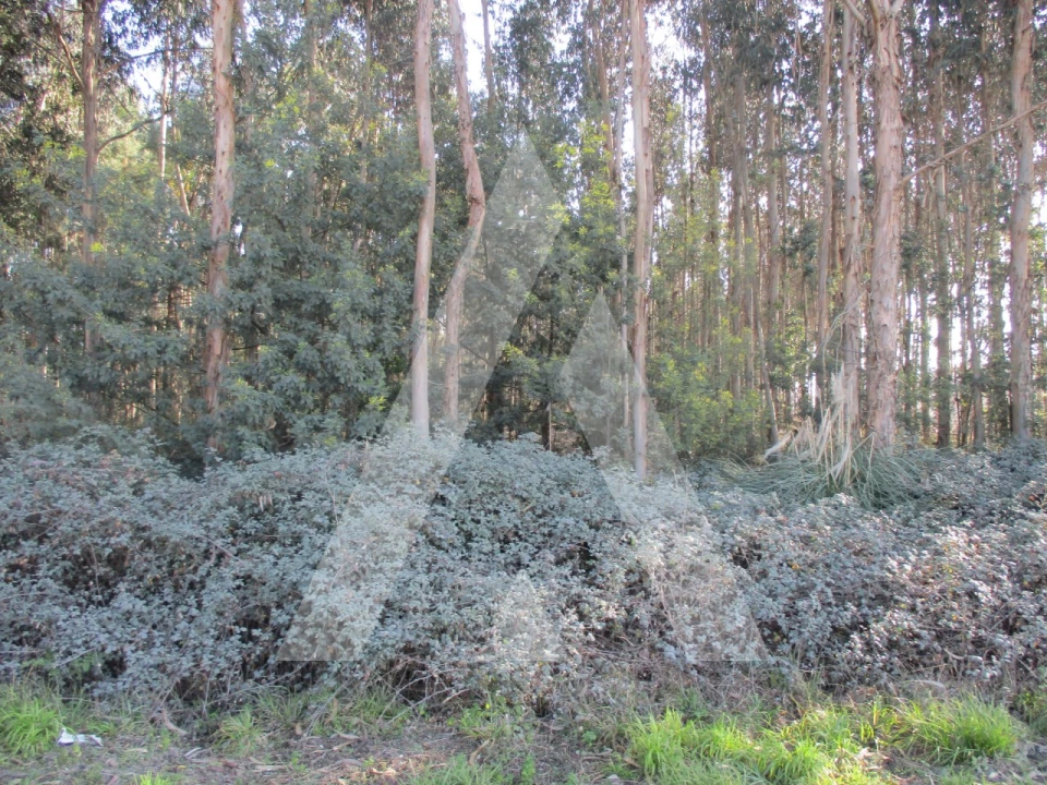 Terreno para Venda em Barrô e Aguada de Baixo Foto 3