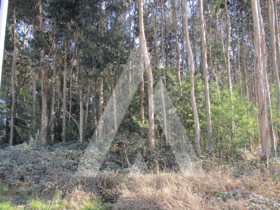 Terreno para Venda em Barrô e Aguada de Baixo Foto 5