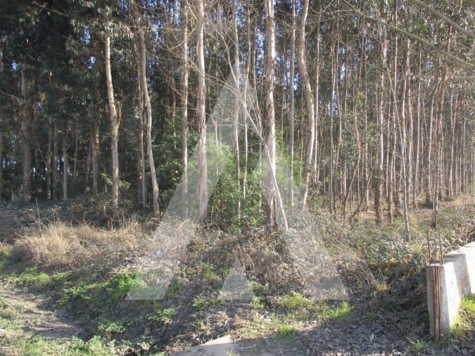 Terreno para Venda em Barrô e Aguada de Baixo Foto 4