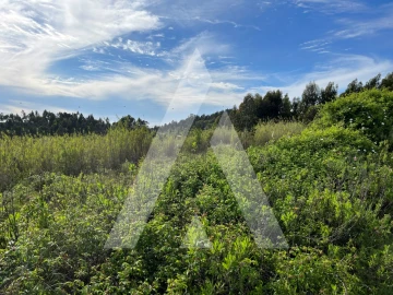 Terreno para Venda em Oliveira do Bairro