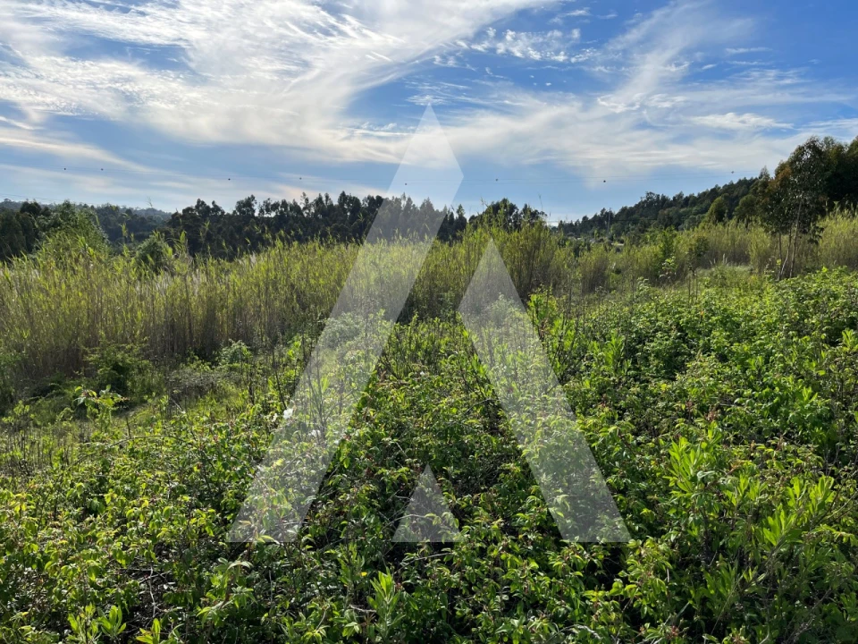 Terreno para Venda em Oliveira do Bairro Foto 8