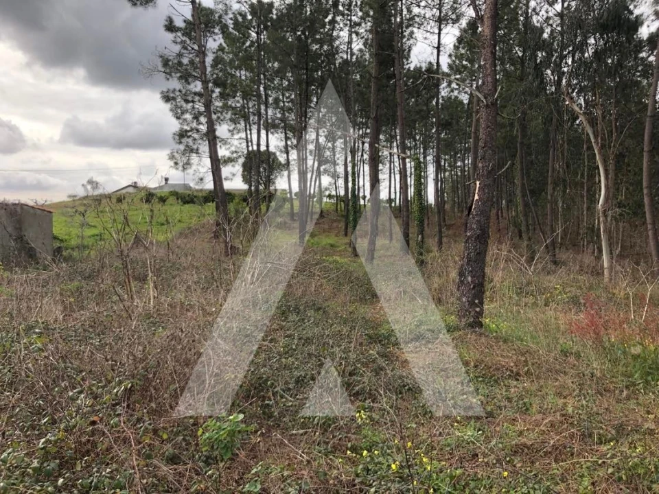 Terreno para Venda em Belazaima do Chão, Castanheira do Vouga e Agadão Foto 2